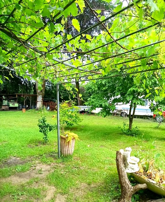 Weinlaube im Garten