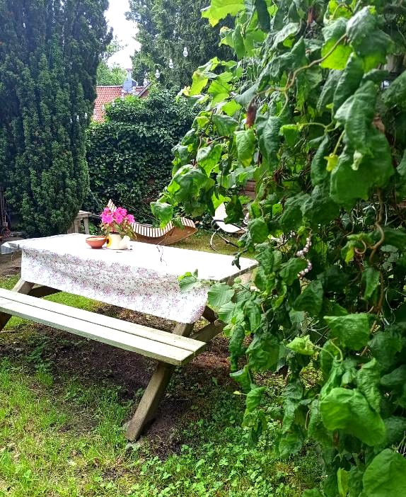 Picknicktisch unter Weinreben